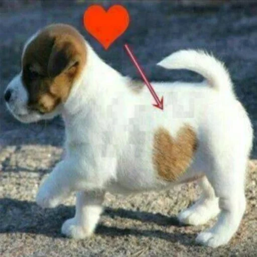 🐶 Стикер «puppy dogs» для Telegram