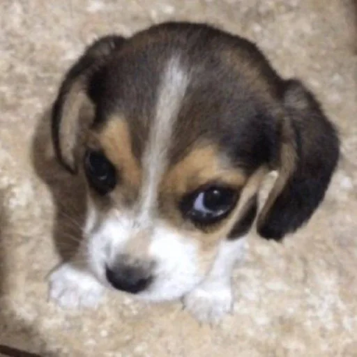 🐶 Стикер «puppy dogs» для Telegram