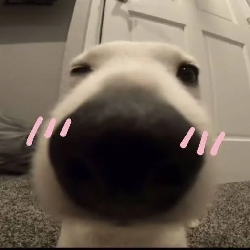 🐶 Стикер «puppy dogs» для Telegram