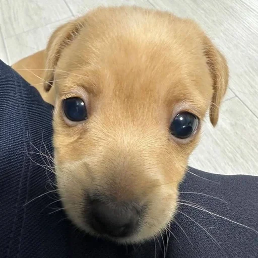 🐶 Стикер «puppy dogs» для Telegram