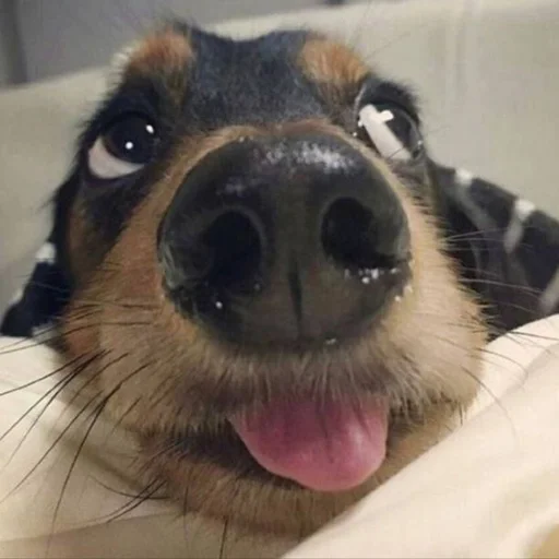 🐶 Стикер «puppy dogs» для Telegram