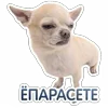 😑 Эмодзи «😈 Набор эмоджи с Пёсиками из ВК» для Telegram