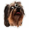 🤪 Эмодзи «😈 Набор эмоджи с Пёсиками из ВК» для Telegram