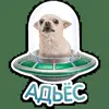 🛸 Эмодзи «кoтяткu» для Telegram