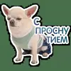 🥱 Эмодзи «кoтяткu» для Telegram
