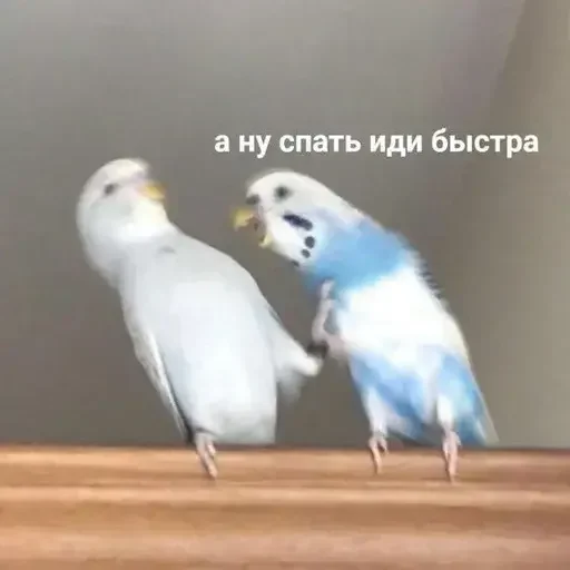 💤 Стикер «PopugLife» для Telegram