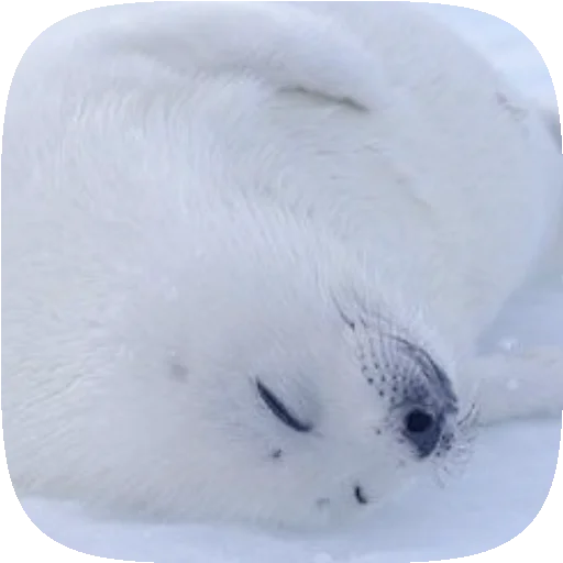 🦭 Стикер «Pusa Seal» для Telegram