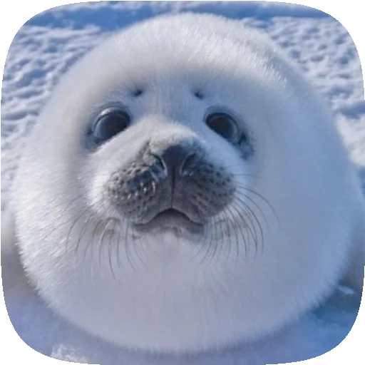 🦭 Стикер «Pusa Seal» для Telegram