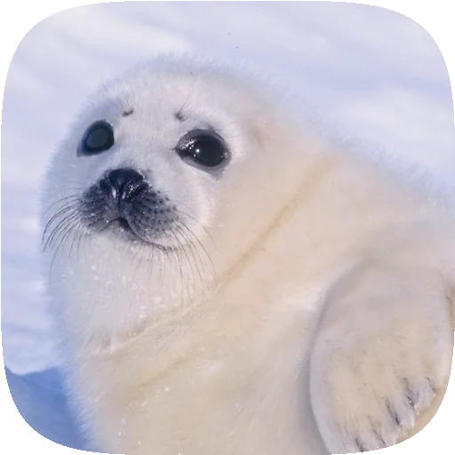 🦭 Стикер «Pusa Seal» для Telegram