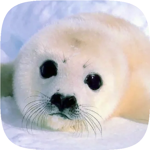 🦭 Стикер «Pusa Seal» для Telegram