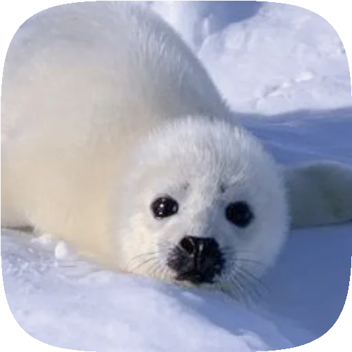 🦭 Стикер «Pusa Seal» для Telegram