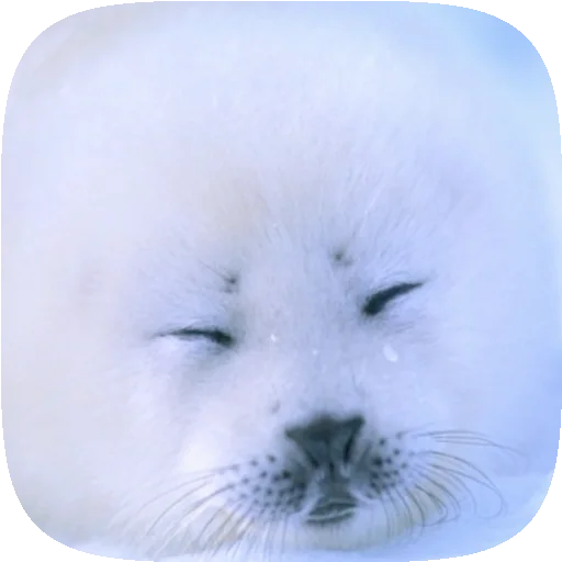 🦭 Стикер «Pusa Seal» для Telegram