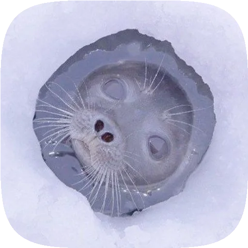 🦭 Стикер «Pusa Seal» для Telegram