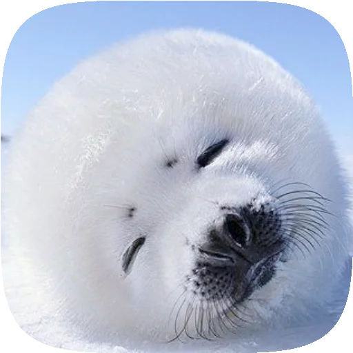 🦭 Стикер «Pusa Seal» для Telegram