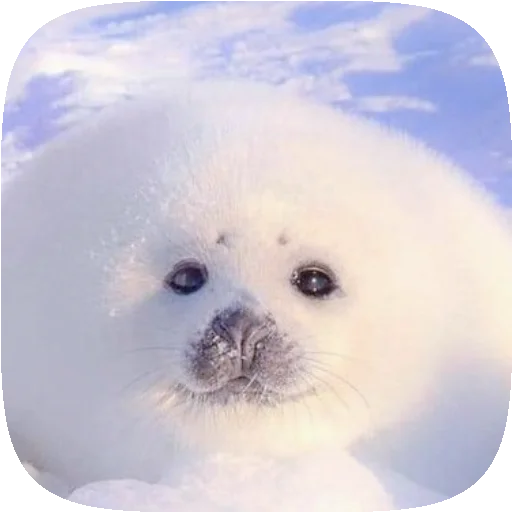 🦭 Стикер «Pusa Seal» для Telegram