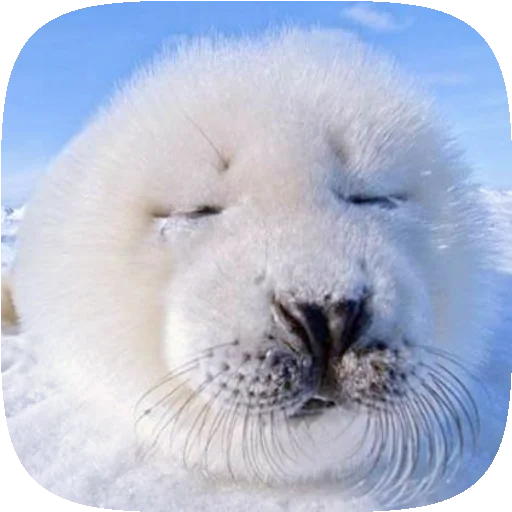 🦭 Стикер «Pusa Seal» для Telegram