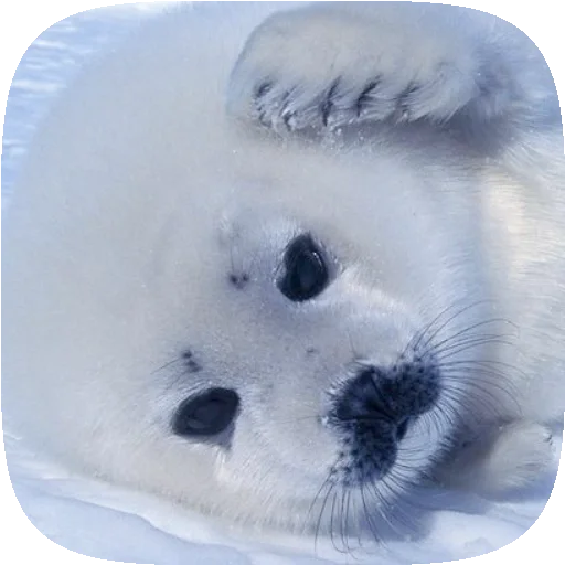 🦭 Стикер «Pusa Seal» для Telegram