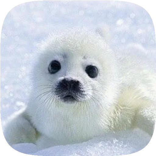 🦭 Стикер «Pusa Seal» для Telegram