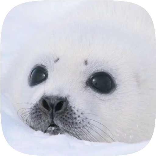 🦭 Стикер «Pusa Seal» для Telegram