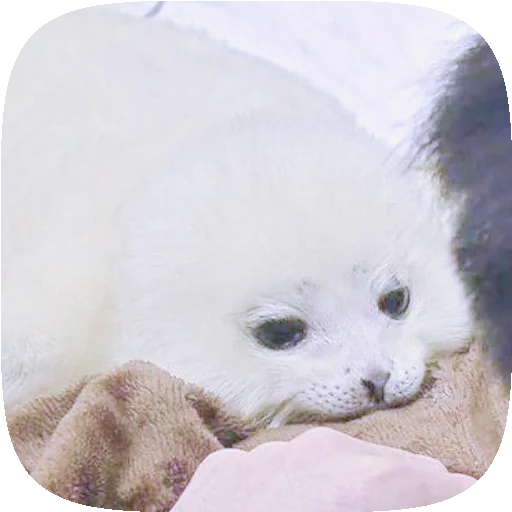 🦭 Стикер «Pusa Seal» для Telegram