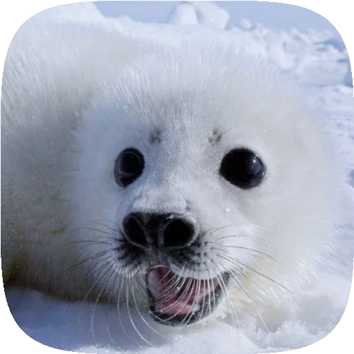 🦭 Стикер «Pusa Seal» для Telegram