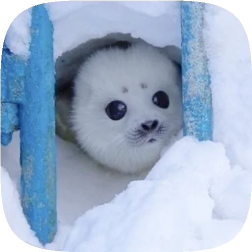 🦭 Стикер «Pusa Seal» для Telegram
