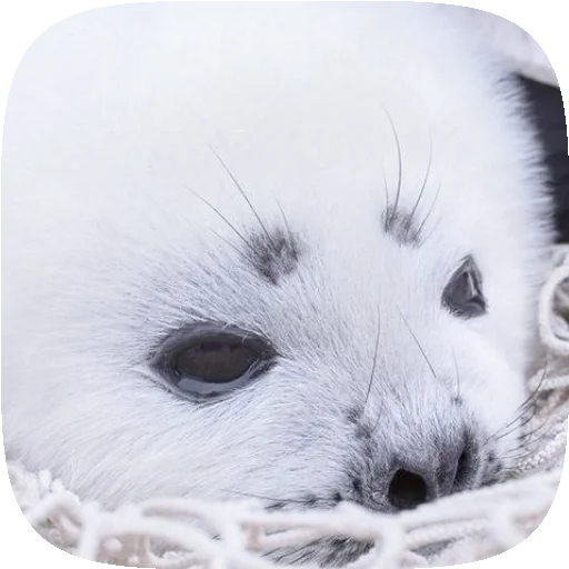 🦭 Стикер «Pusa Seal» для Telegram