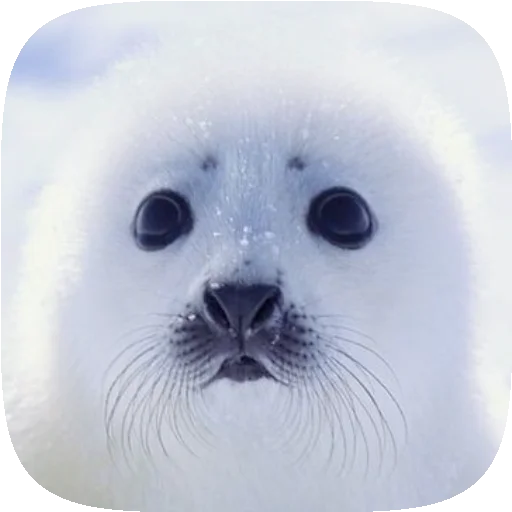 🦭 Стикер «Pusa Seal» для Telegram