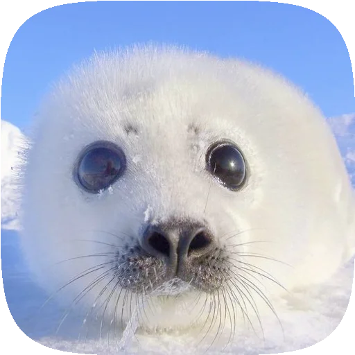 Стикерпак Pusa Seal для Telegram — скачать