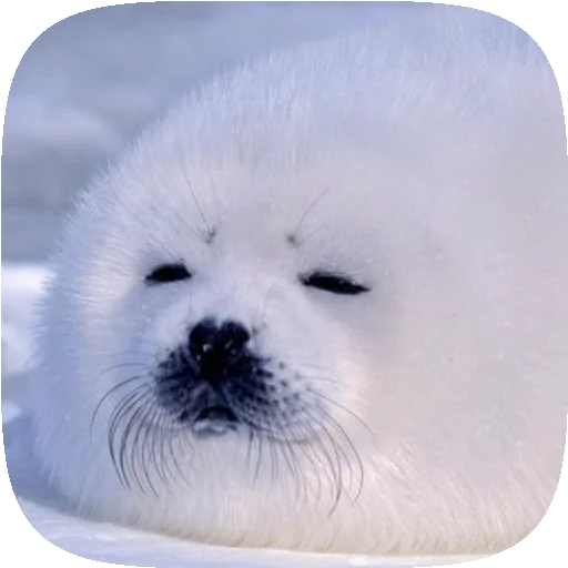 🦭 Стикер «Pusa Seal» для Telegram
