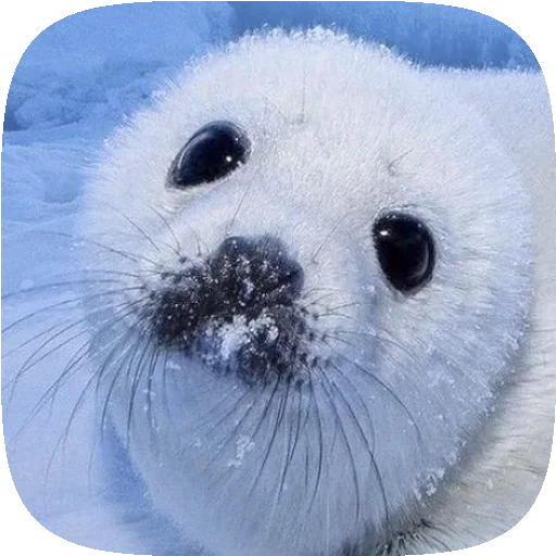 🦭 Стикер «Pusa Seal» для Telegram