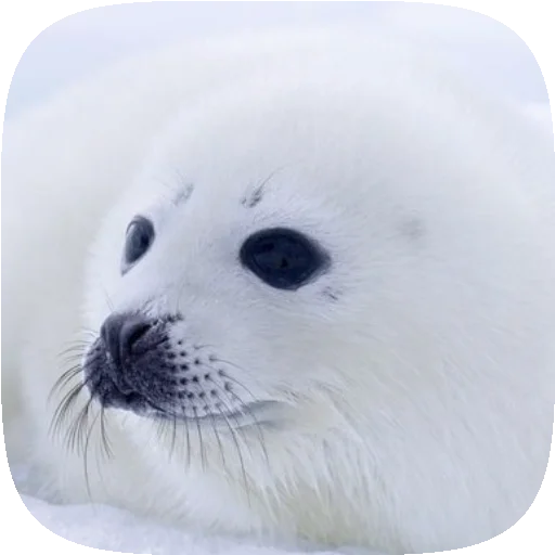 🦭 Стикер «Pusa Seal» для Telegram