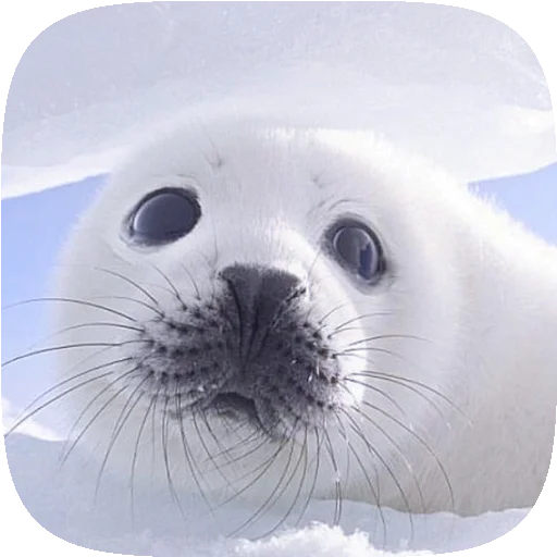 🦭 Стикер «Pusa Seal» для Telegram