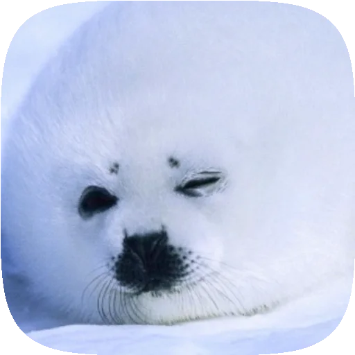 🦭 Стикер «Pusa Seal» для Telegram