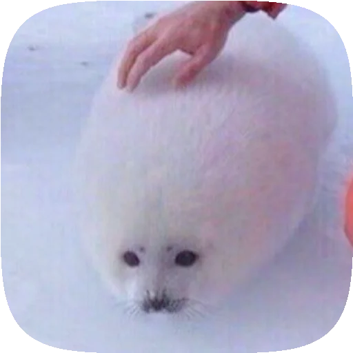 🦭 Стикер «Pusa Seal» для Telegram