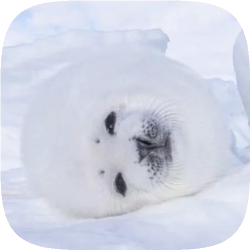 🦭 Стикер «Pusa Seal» для Telegram