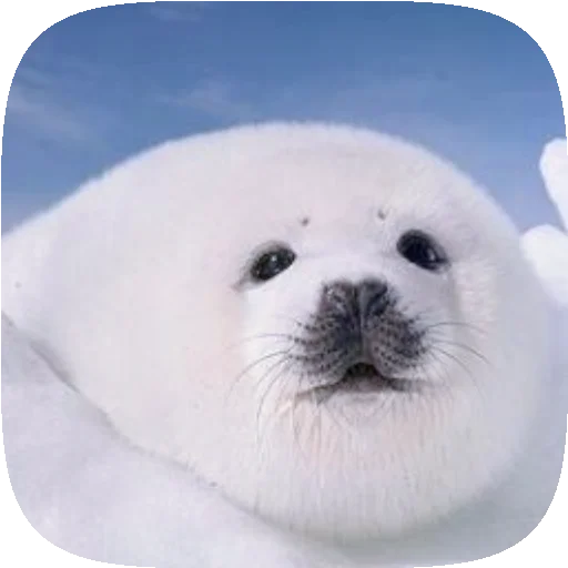 🦭 Стикер «Pusa Seal» для Telegram