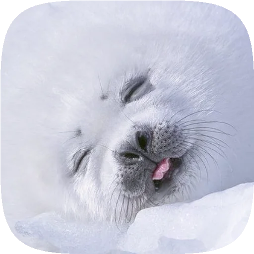 🦭 Стикер «Pusa Seal» для Telegram
