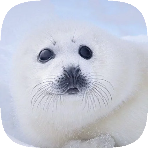 🦭 Стикер «Pusa Seal» для Telegram