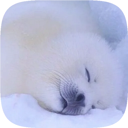 🦭 Стикер «Pusa Seal» для Telegram