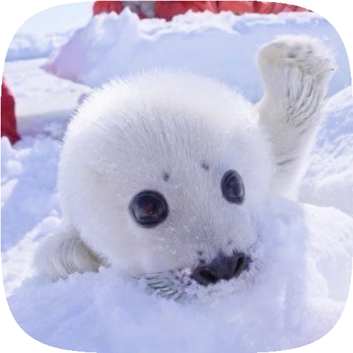 🦭 Стикер «Pusa Seal» для Telegram