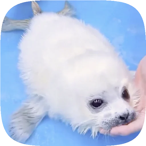 🦈 Стикер «Pusa Seal» для Telegram