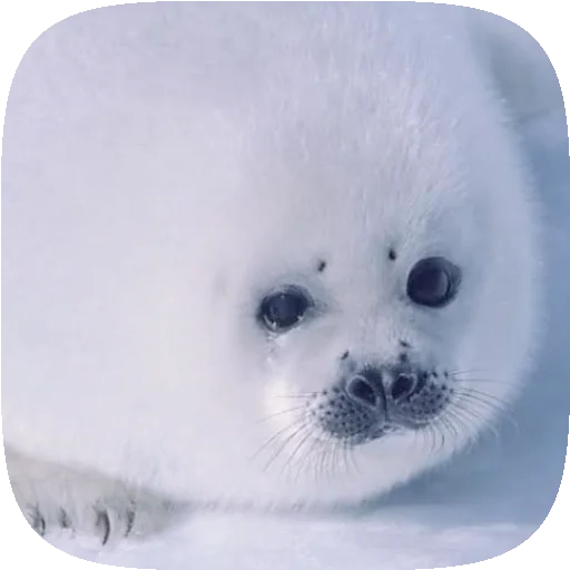 🦭 Стикер «Pusa Seal» для Telegram