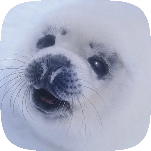 🦭 Стикер «Pusa Seal» для Telegram
