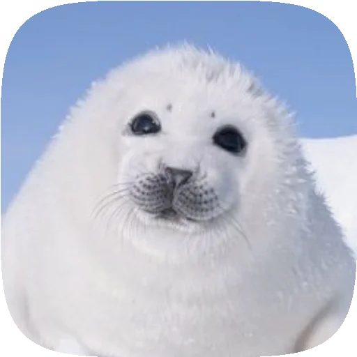 🦭 Стикер «Pusa Seal» для Telegram