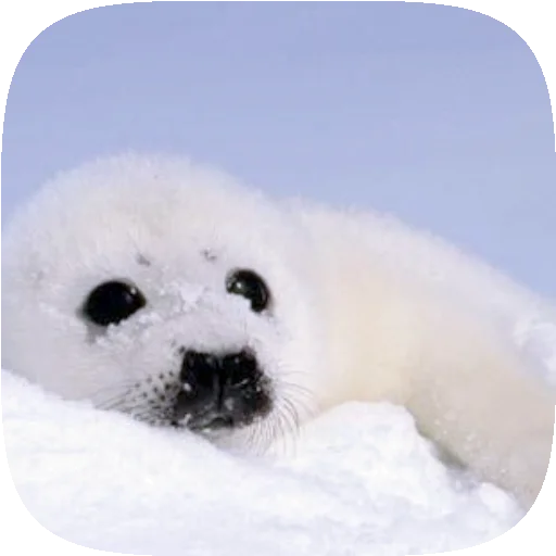 🦭 Стикер «Pusa Seal» для Telegram