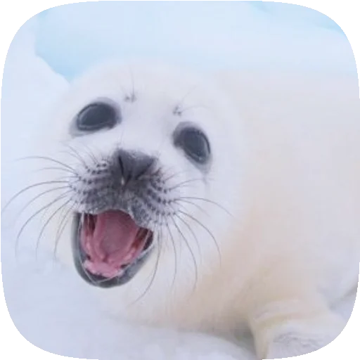 🦭 Стикер «Pusa Seal» для Telegram