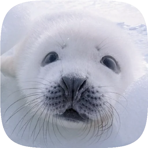 🦭 Стикер «Pusa Seal» для Telegram