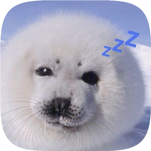 🦭 Стикер «Pusa Seal» для Telegram