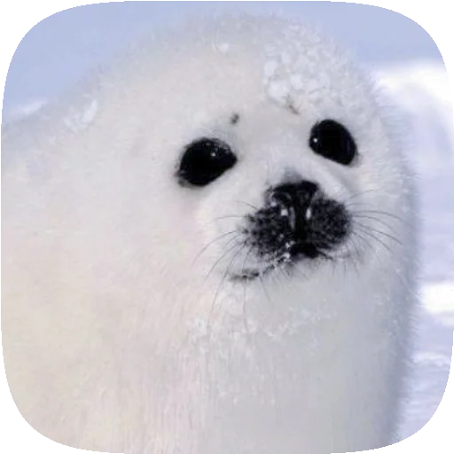 🦭 Стикер «Pusa Seal» для Telegram